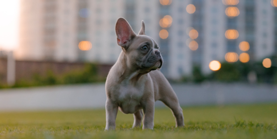 The Magnificent French Bulldog