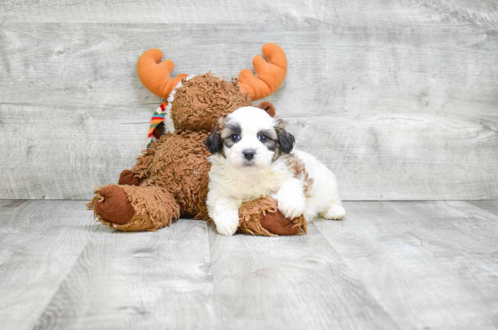 teddy bear puppy prices