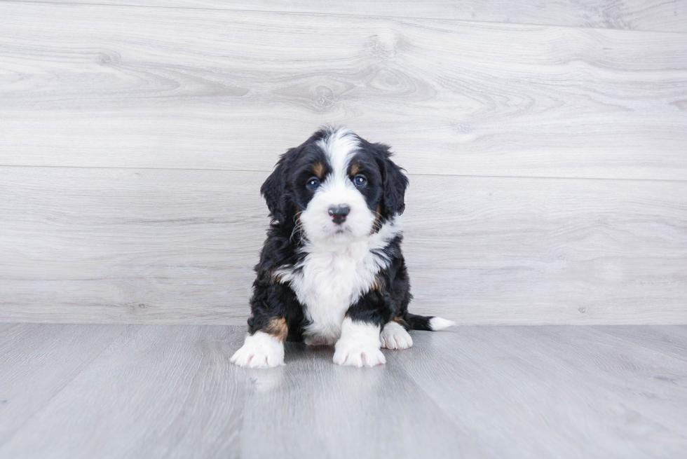 Meet Benjamin - our Mini Bernedoodle Puppy Photo 1/3 - Premier Pups