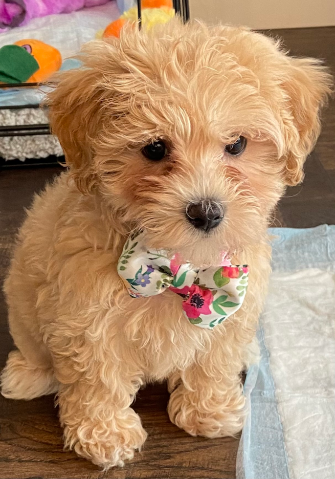 adorable maltipoo wearing a bow tie