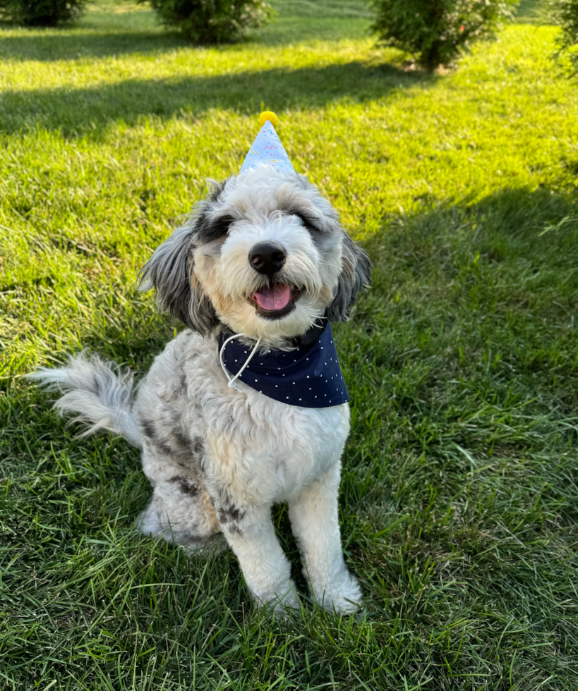 merle mini bernedoodle on grass wearing a cone and scarf - friendly mini bernedoodle 