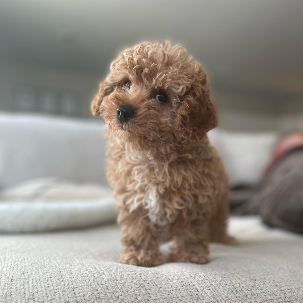 brown and white cavapoo with curly hair