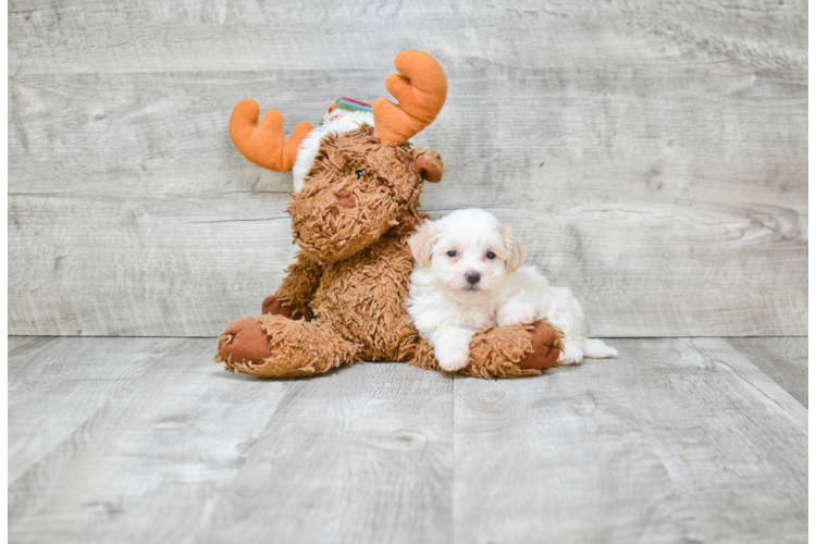 teddy bear puppy