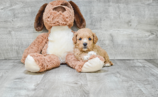 Cavapoo Pup Being Cute