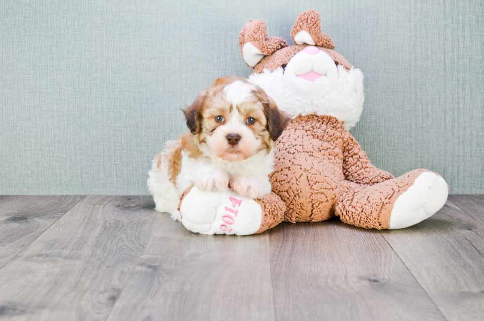 where can i get a teddy bear puppy