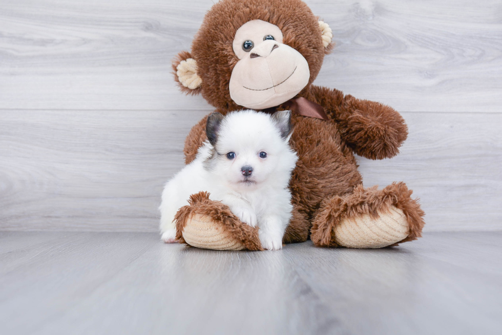 Meet Domino - our Pomeranian Puppy Photo 1/3 - Premier Pups