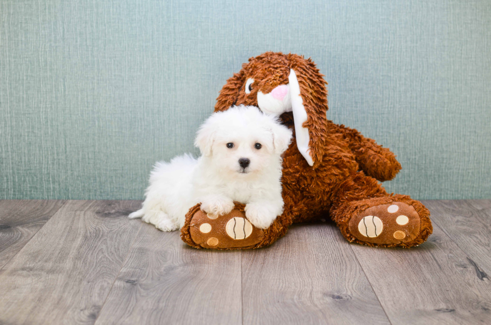 Bichon Frise puppies for sale | Small purebred puppies for sale in Ohio