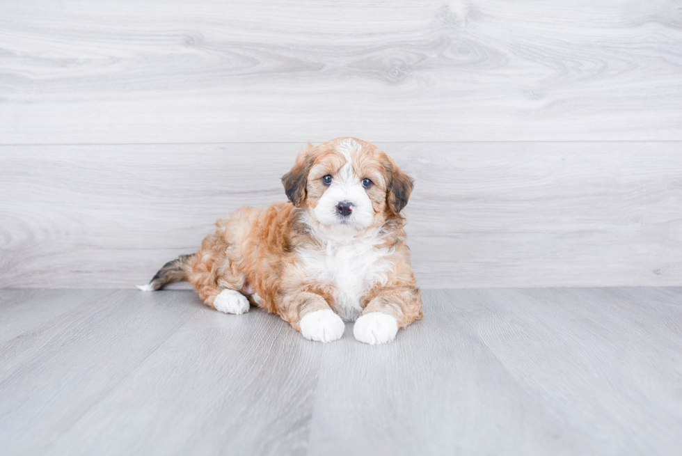 Meet Callie - our Mini Bernedoodle Puppy Photo 2/3 - Premier Pups