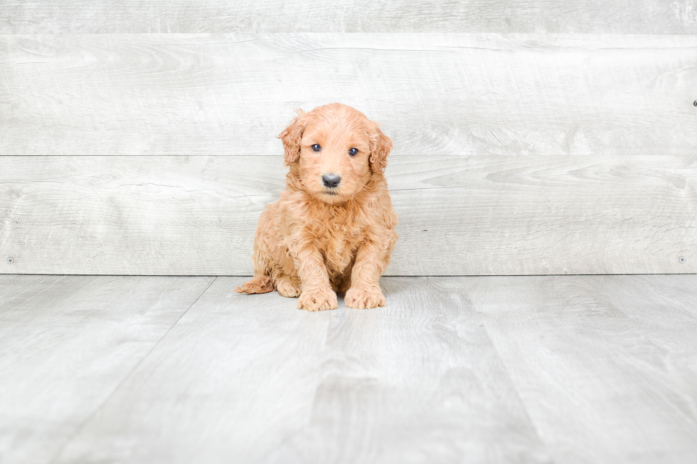 Meet Ricky - our Mini Goldendoodle Puppy Photo 3/3 - Premier Pups