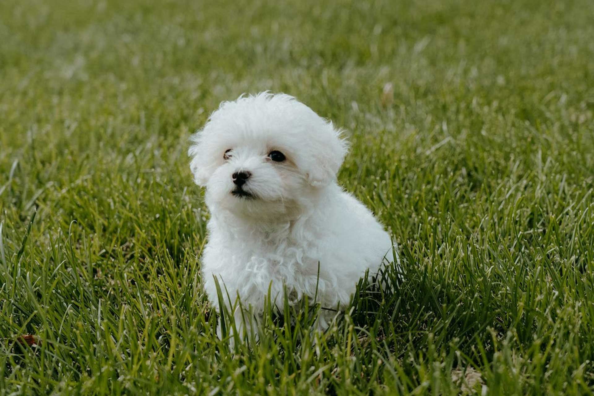 Bichon Frise puppy