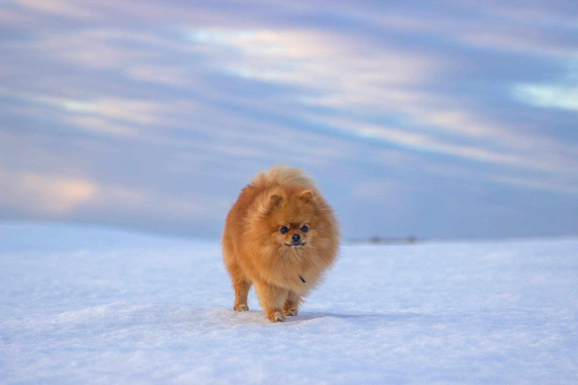 orange Pomeranian in snow
