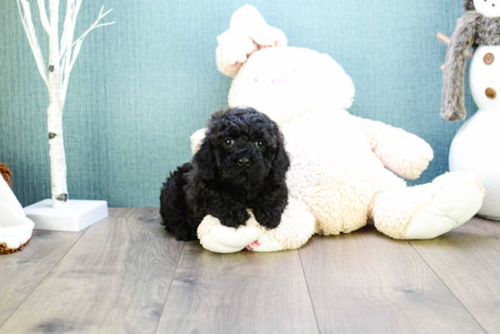 Cavapoo Puppy for Adoption