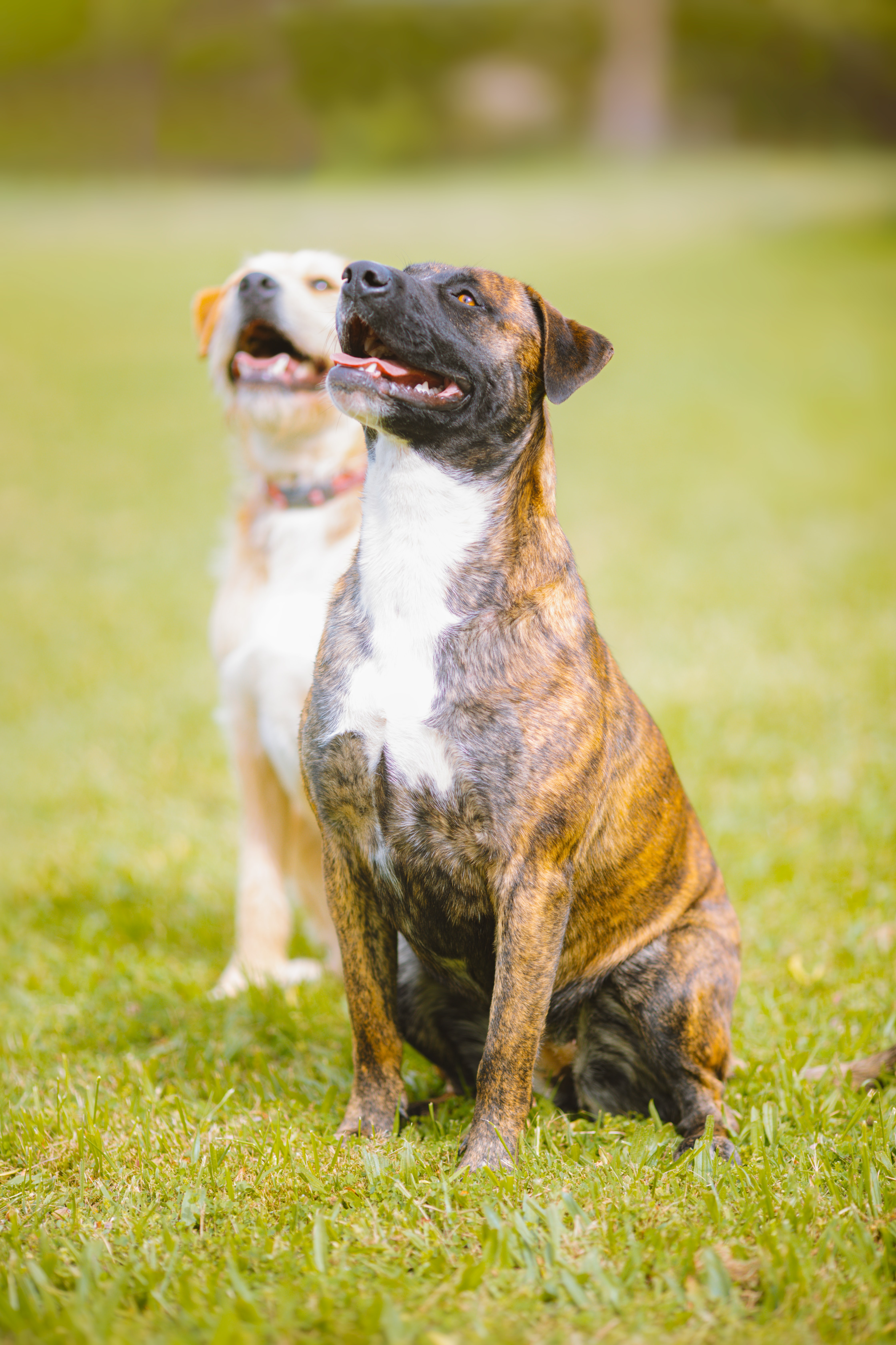 two dogs on grass paying attention to their trainer