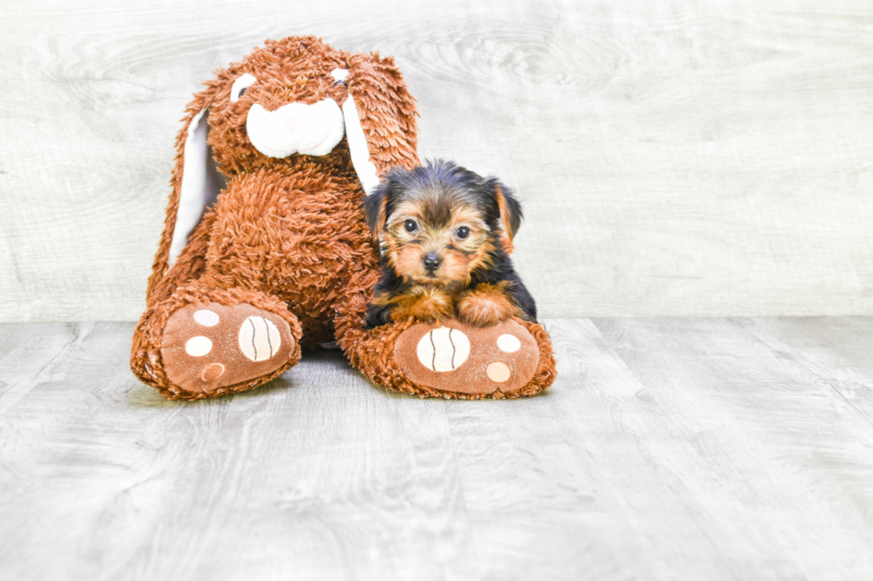 Meet Fay - our Yorkshire Terrier Puppy Photo 