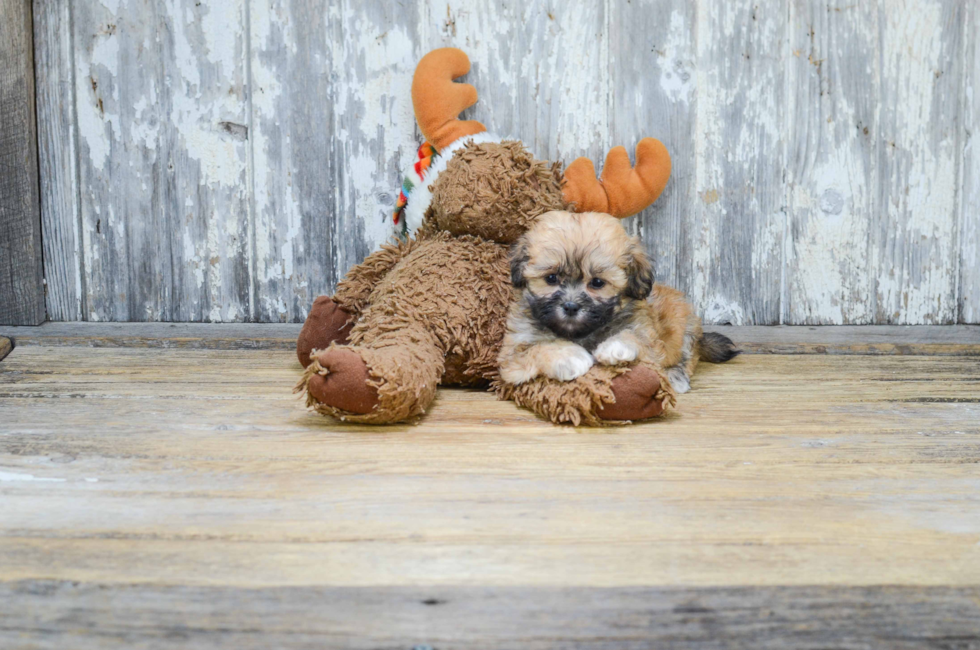 Teddy Bear Puppies For Sale Shichon puppies for sale in Ohio