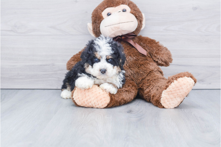 bernedoodle plush toy