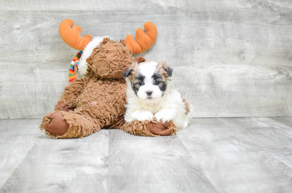 teddy bear puppy price