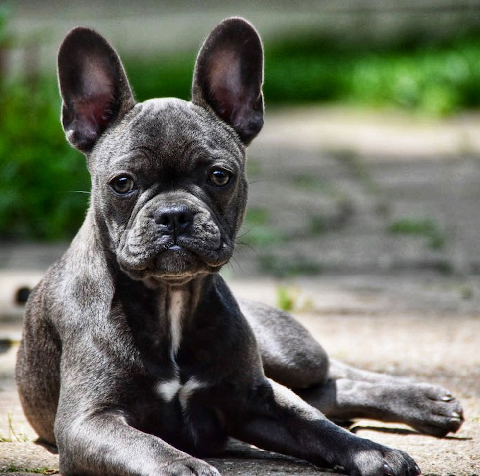 Hypoallergenic French Bulldog Pup