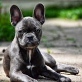 Hypoallergenic French Bulldog Pup