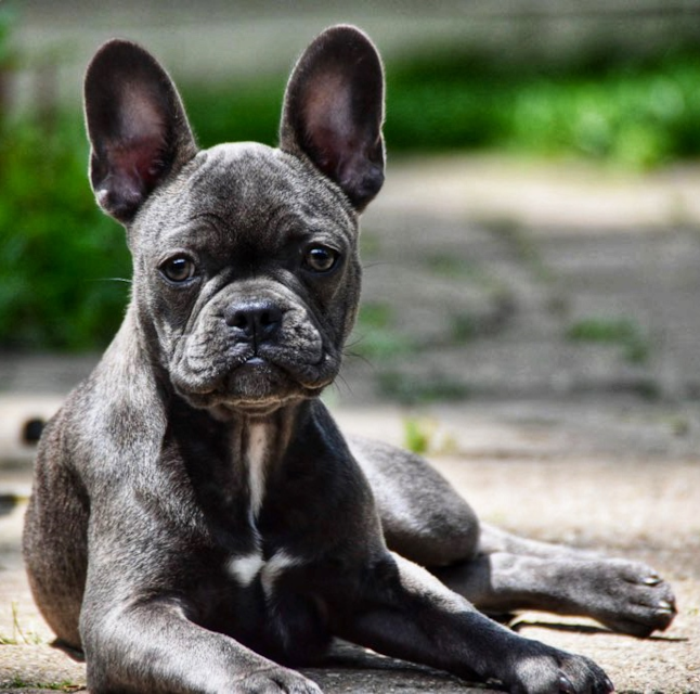 Exclusive French Bulldog Puppies For Sale | Premier Pups
