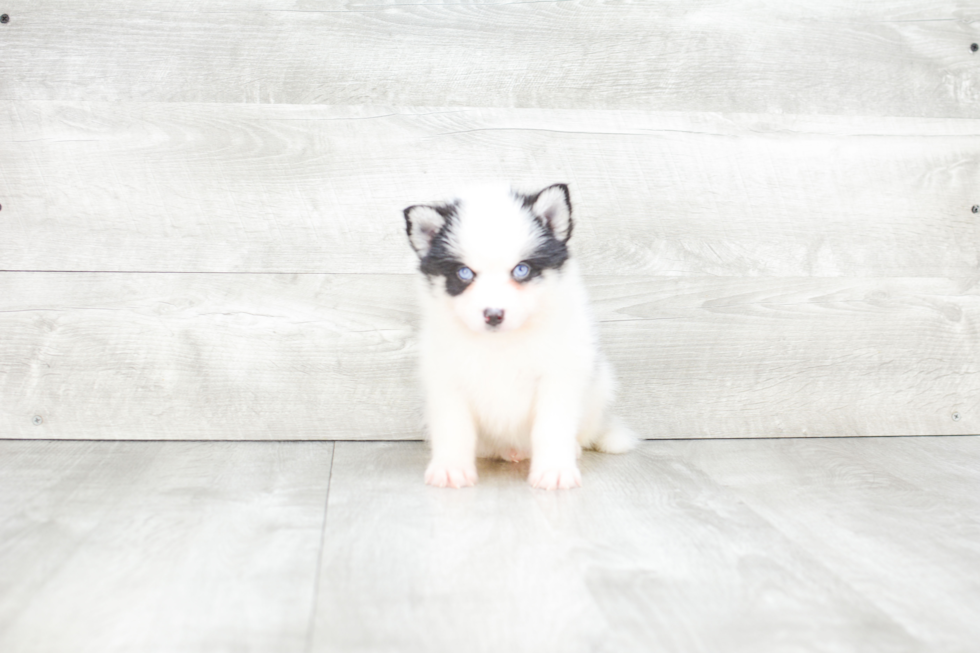 Meet Apollo - our Pomsky Puppy Photo 4/4 - Premier Pups