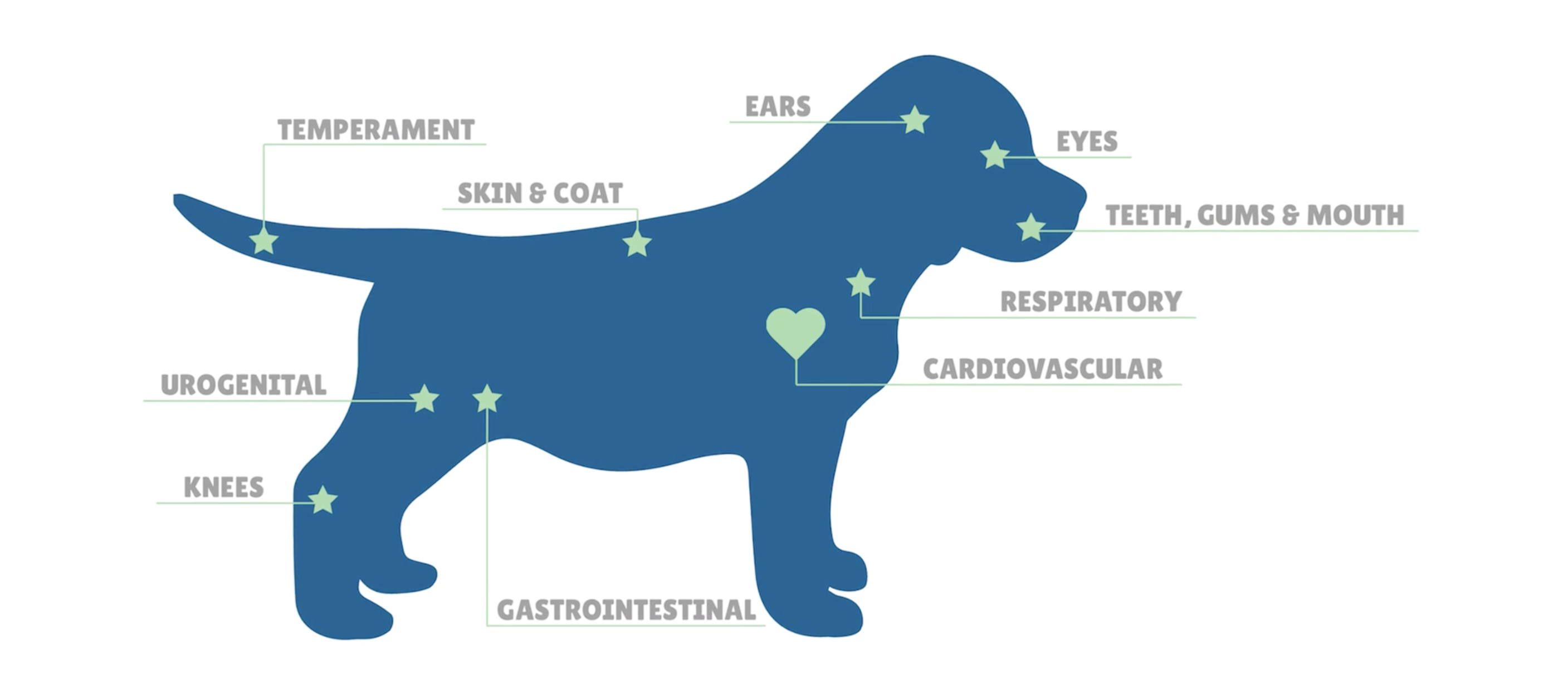 premier pups nose to tail health inspections for every puppy