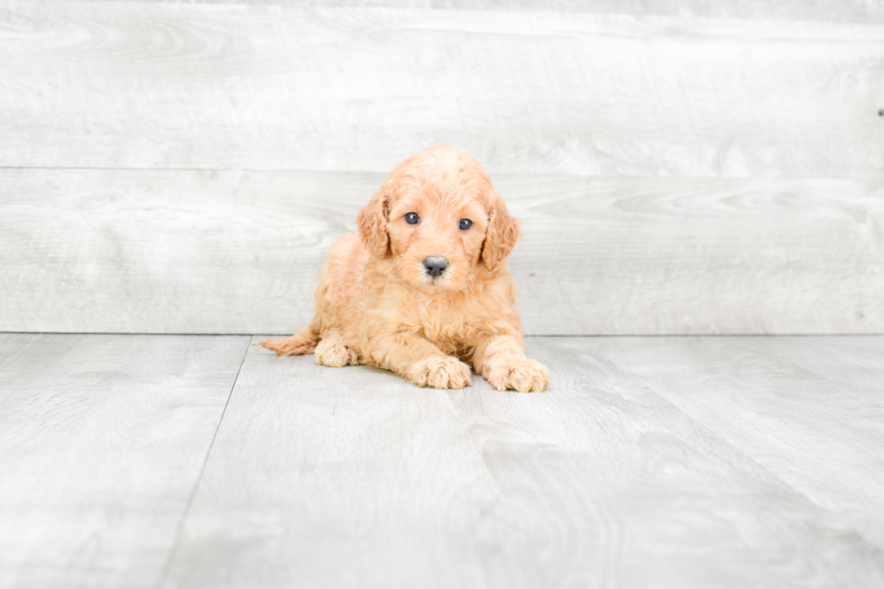 Meet Riley - our Mini Goldendoodle Puppy Photo 2/3 - Premier Pups