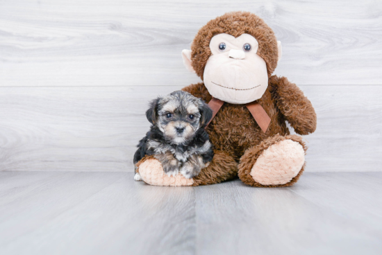 Fluffy Morkie Designer Pup