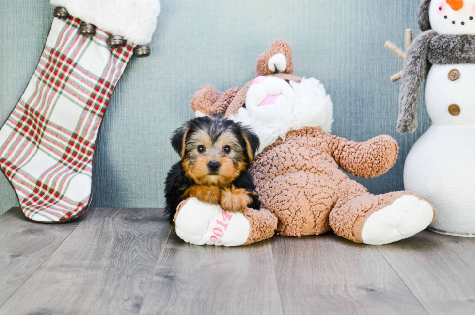 9 week yorkie puppy weight akc yorkie puppies for sale buy teacup terrier pups 9 week yorkie puppy weight akc yorkie puppies for sale buy teacup terrier pups