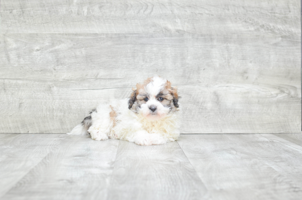 Teddy Bear Puppies for Sale Shichon Puppies