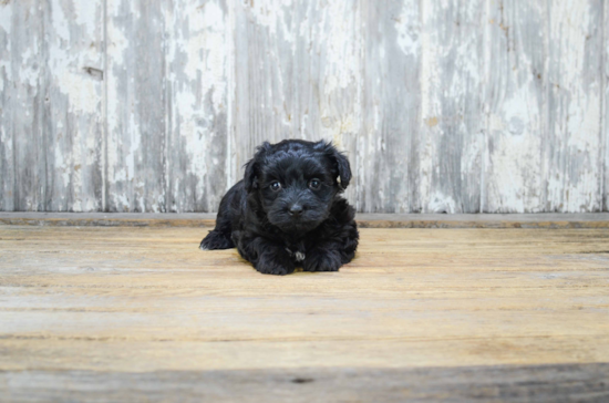 Yorkie Poo Puppy for Adoption