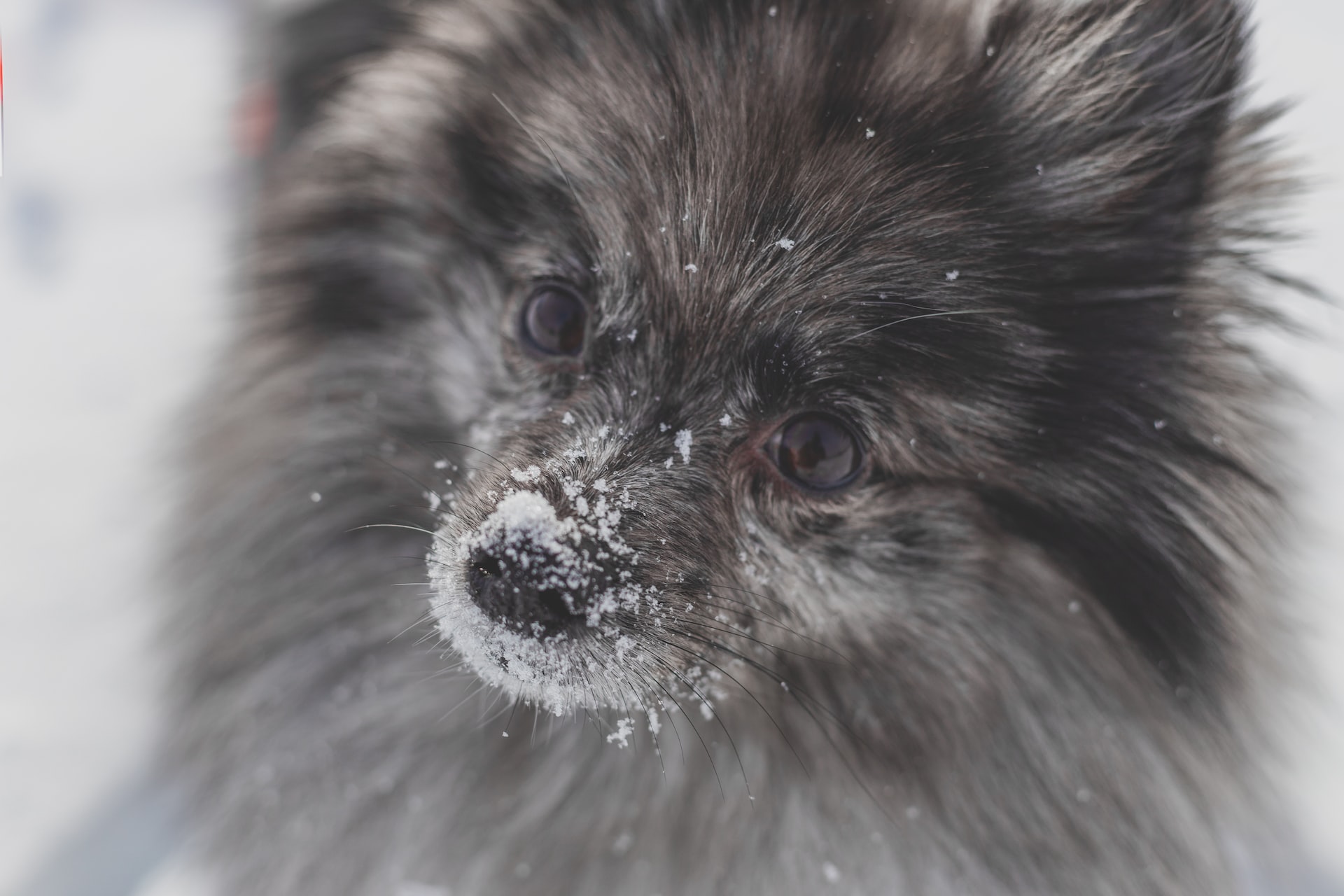 White and sales gray pomeranian