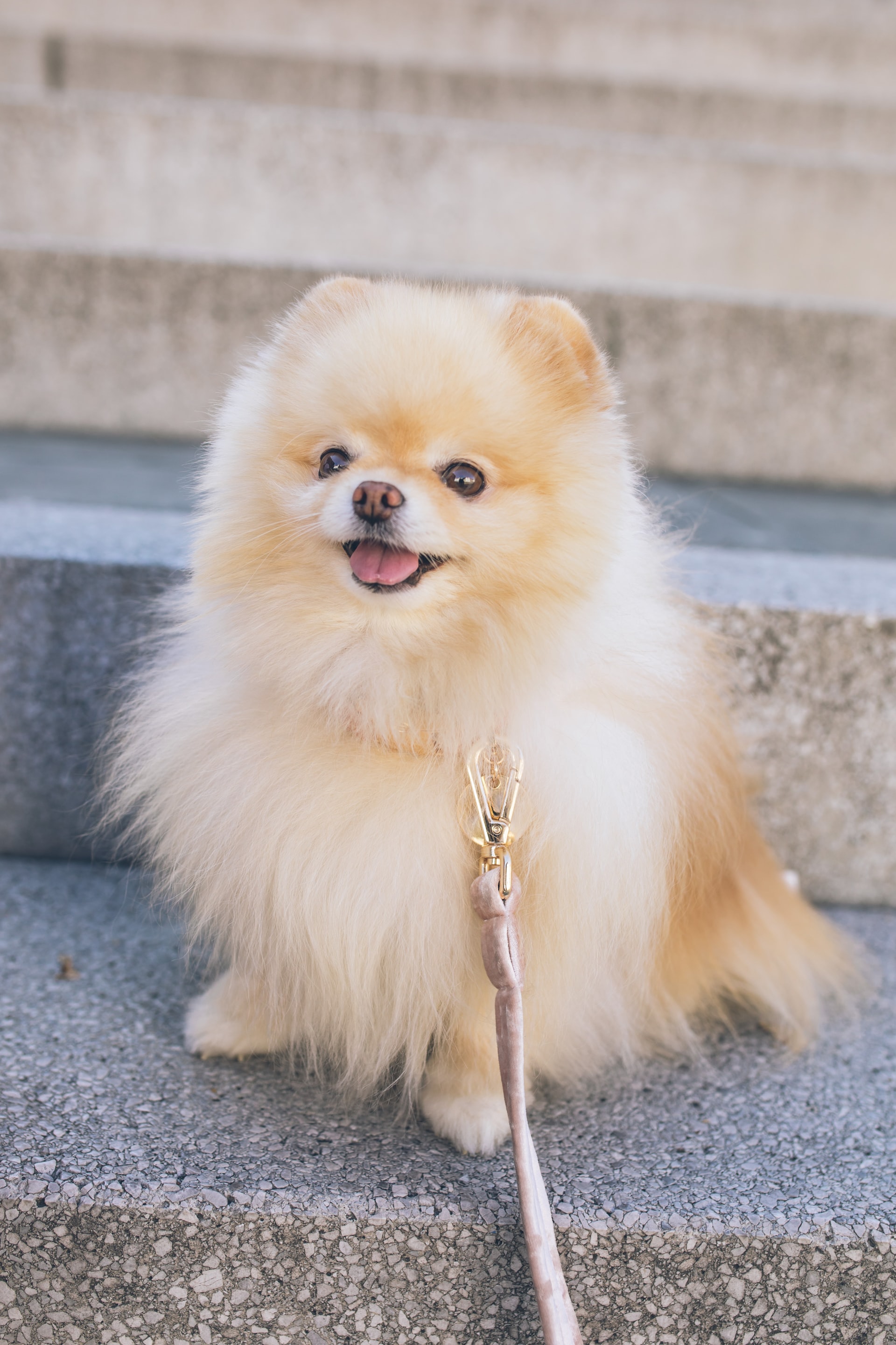 picture of a cream Pomeranian