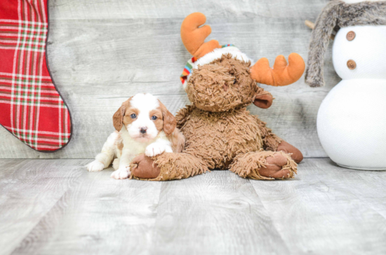 Cavapoo Pup Being Cute