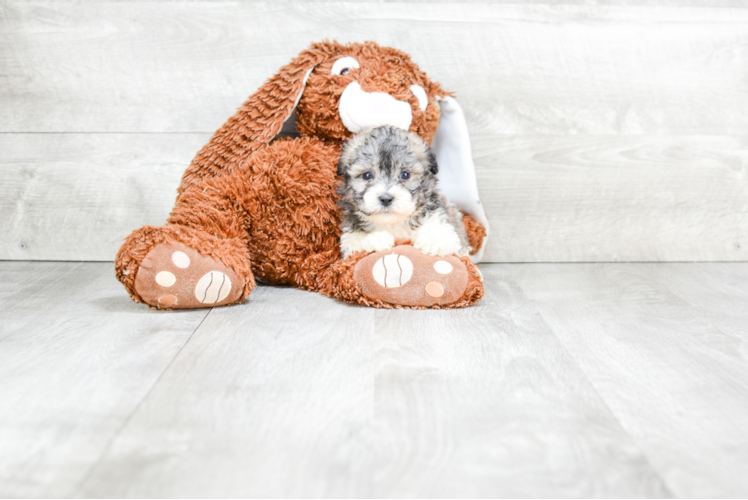 Meet Andy - our Teddy Bear Puppy Photo 1/2 - Premier Pups