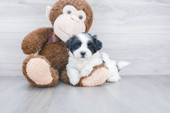 Energetic Shihpoo Poodle Mix Puppy