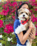 Shih Tzu Pictures, Size, Temperament +More | Premier Pups Adorable Shitzu Purebred Pup