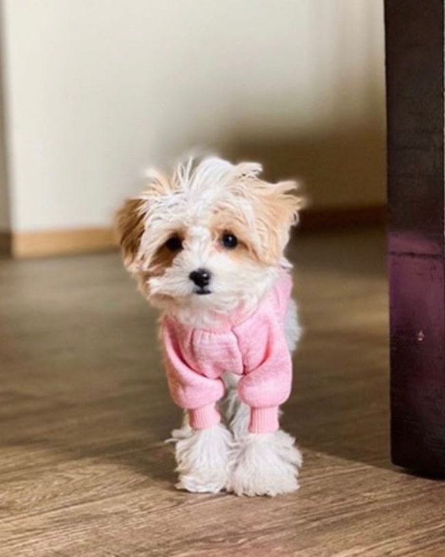 Toy Maltipoo dog wearing a pink dog outfit