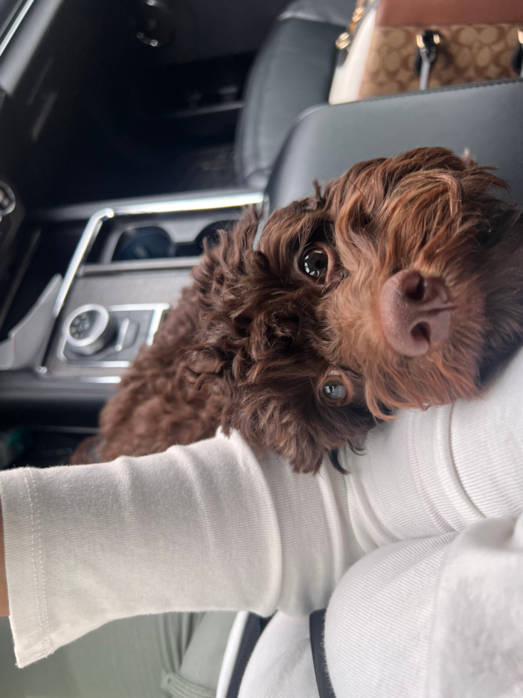 chocolate cockapoo sitting with its head on a woman's arm in a car