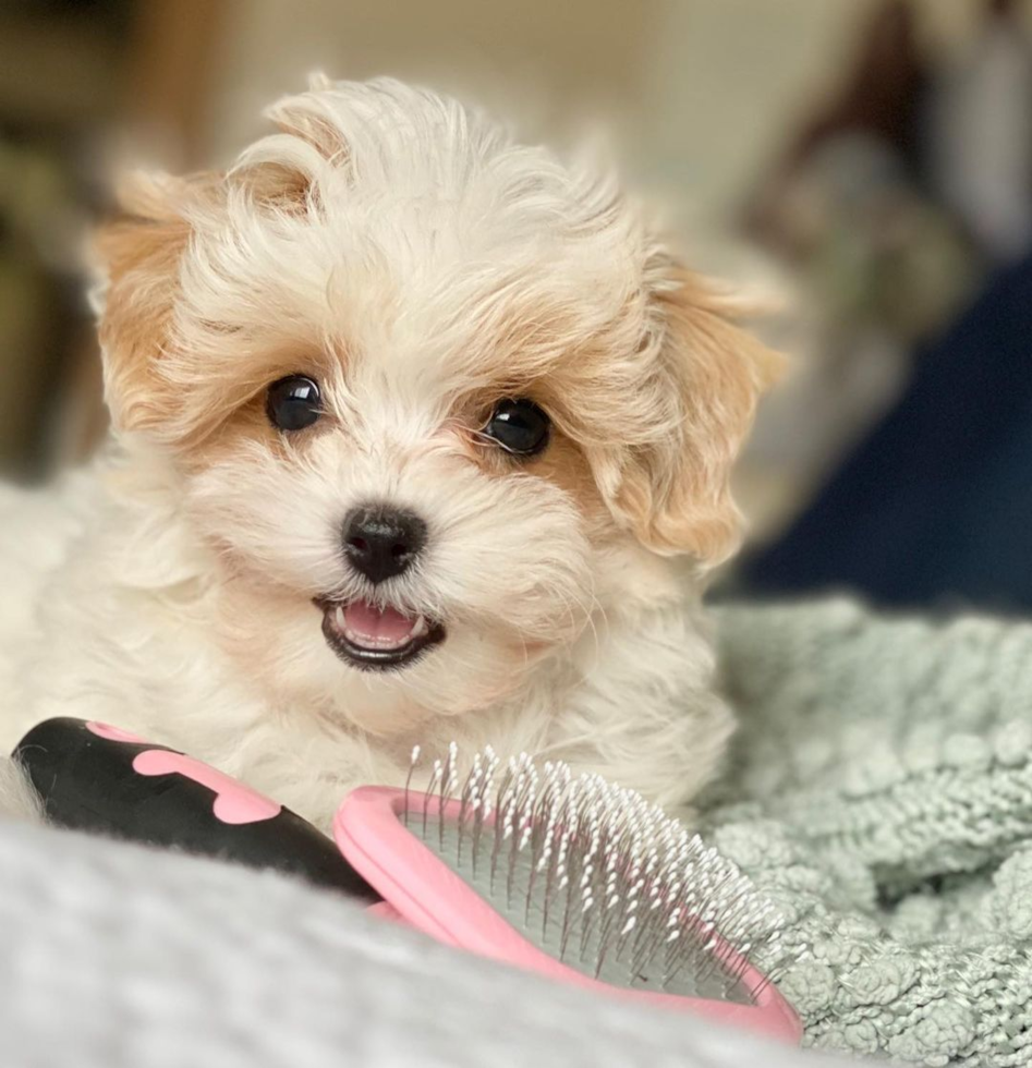 cute maltipoo in front of a hair brush