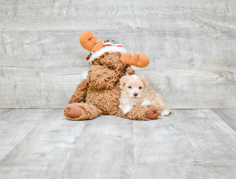 Cute Maltipoo Barbie: 2lb 6oz Doodle Puppy