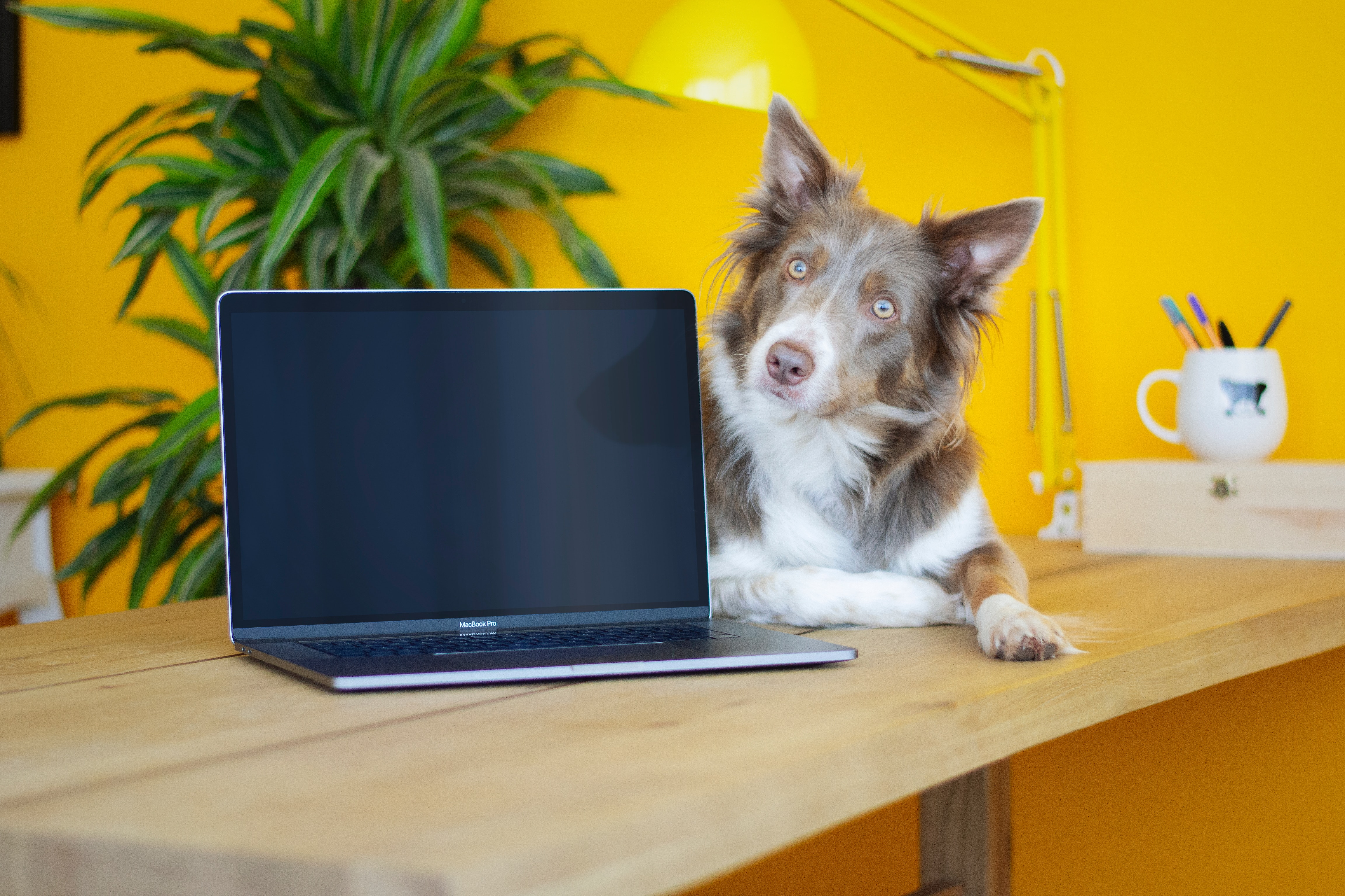border collie sitting on a desk near a laptop