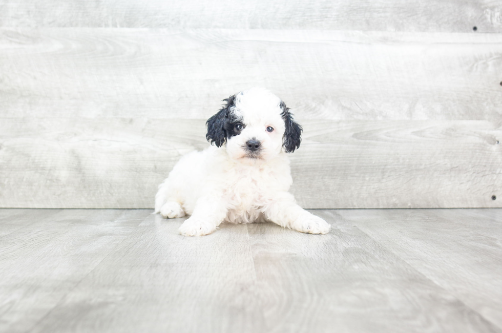 Small breed puppies for sale Teacup Pups for sale in Ohio Premier Pups