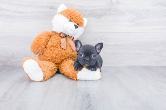 French Bulldog Puppies For Sale Online | Comfortable US Shipping