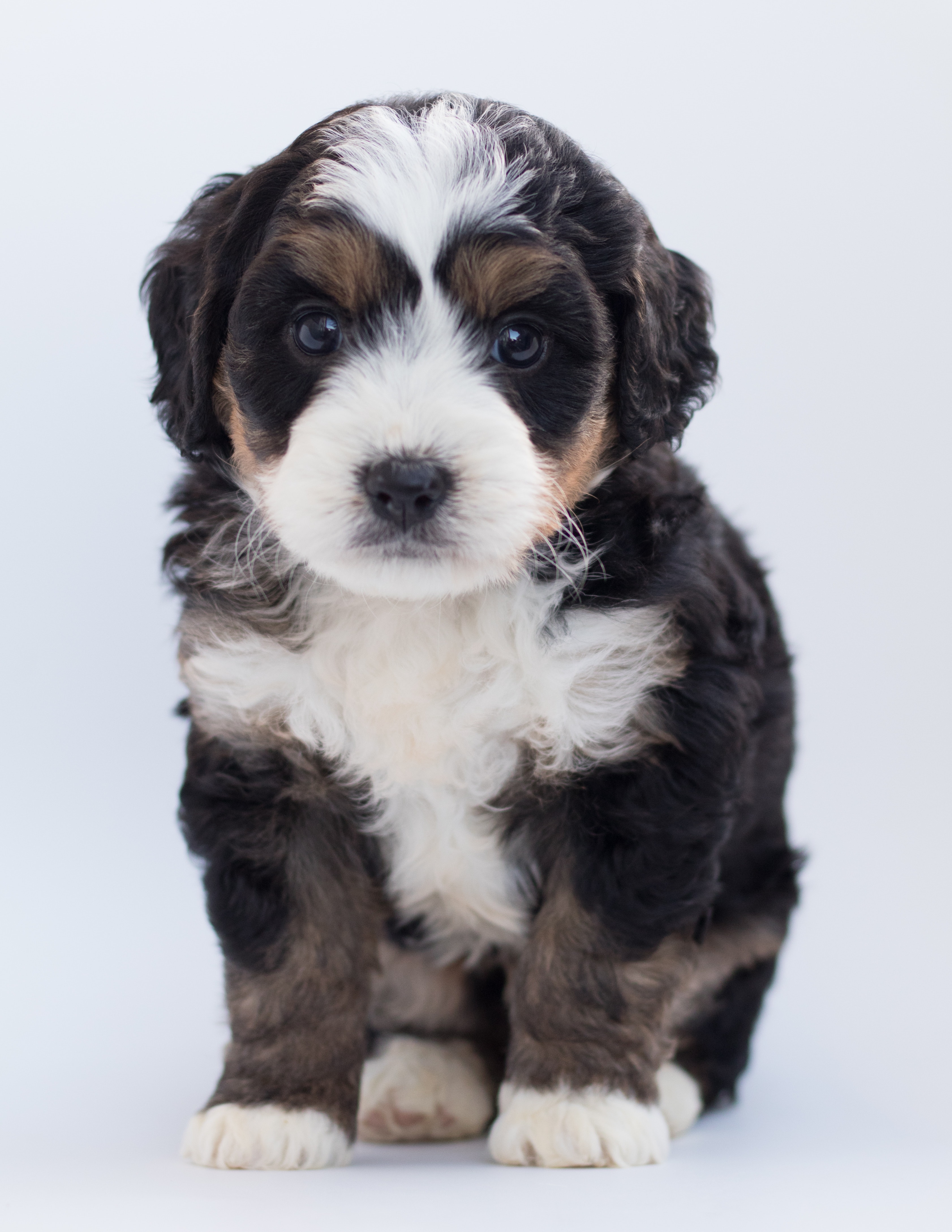 mini bernedoodle puppy sitting on a white floor