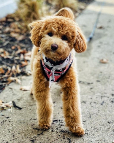 Poochon Puppies for Sale