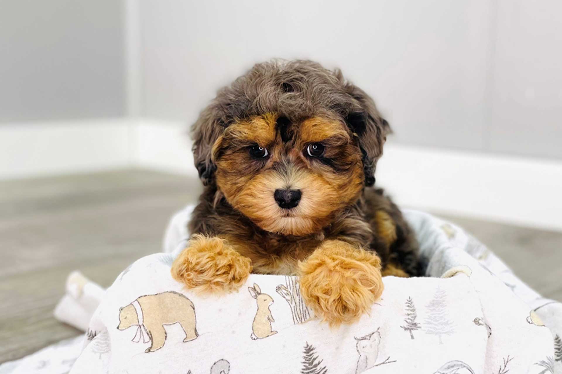 Maltipoo Poodle Maltese Mix