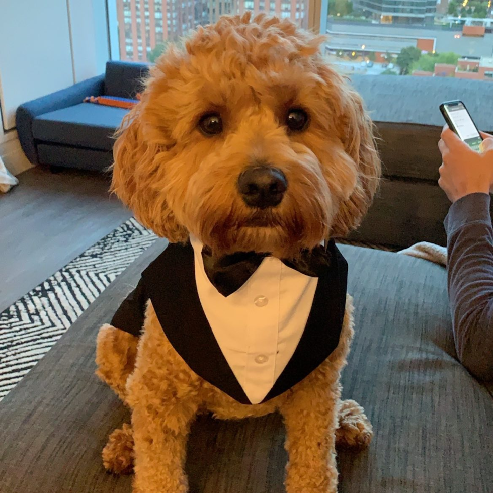 tan cockapoo full grown wearing a dog tuxedo and sitting on a couch next to a person