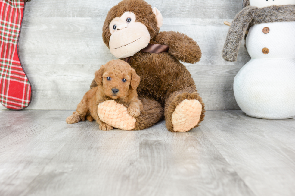 Mini Goldendoodle Puppies for Sale - US Shipping | Premierpups