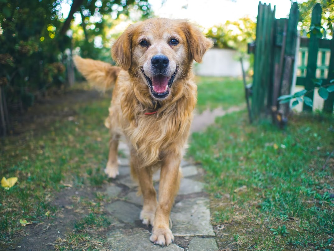 Golden Retriever dog on green grass